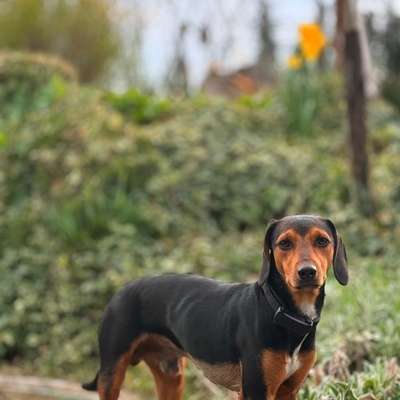 Hundetreffen-Suchen Hundebuddies-Bild