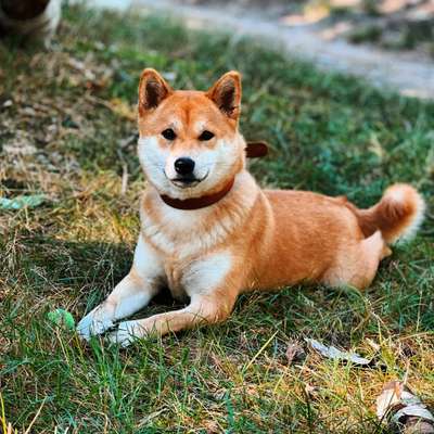Shiba ohne Leine-Beitrag-Bild