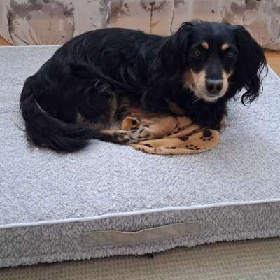 Hundetreffen-Suche soziale Hundekontakte für meinen Dackelmischling-Bild