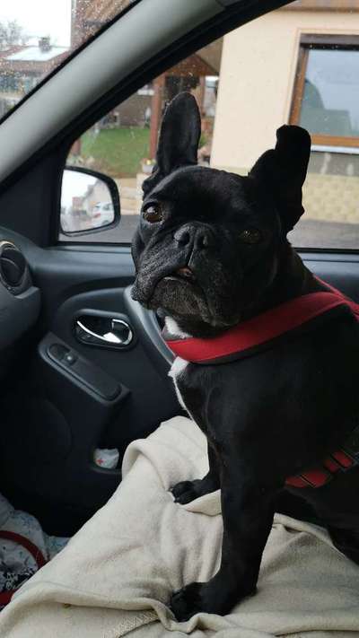 Tierschutzhund ist meine Lieblingsrasse-Beitrag-Bild