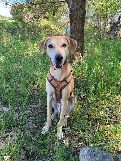 Hundetreffen-Gassirunde / Social Walk-Bild