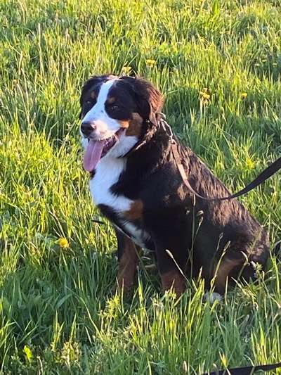 Berner Sennen-Beitrag-Bild