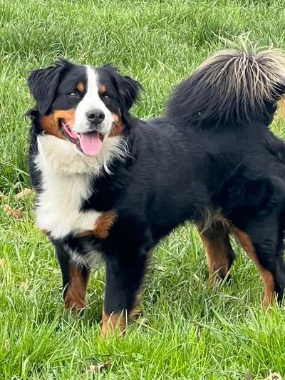 Berner Sennen-Beitrag-Bild