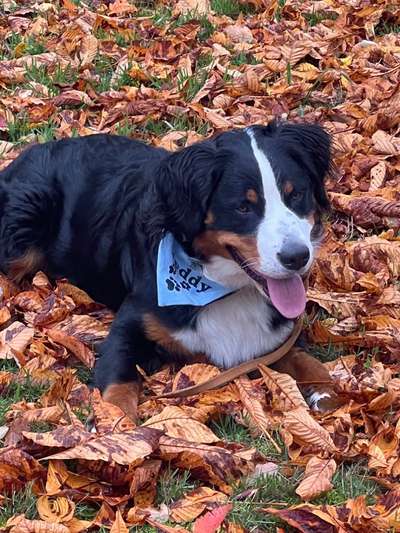 Berner Sennen-Beitrag-Bild