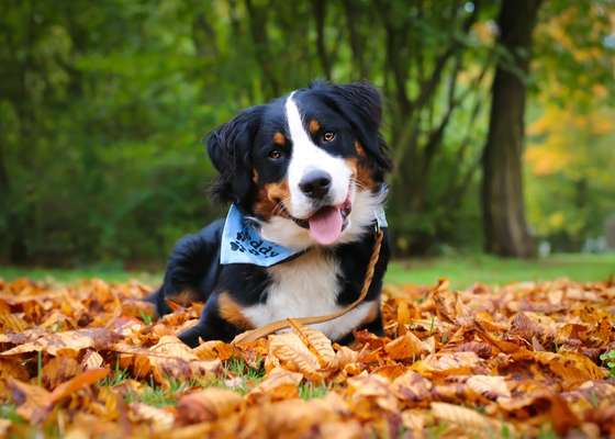 Berner Sennen-Beitrag-Bild