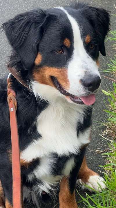 Berner Sennen-Beitrag-Bild