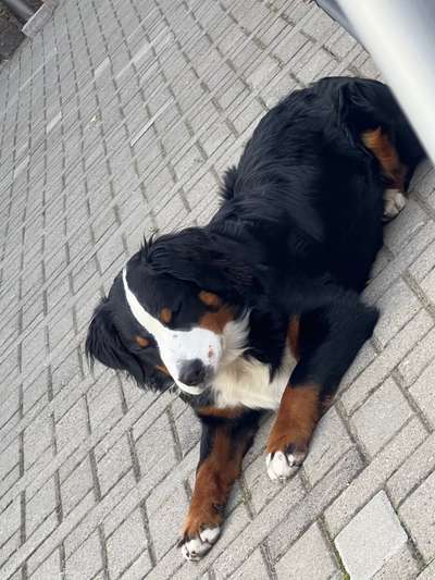 Berner Sennen-Beitrag-Bild