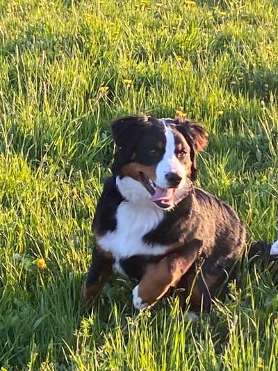 Berner Sennen-Beitrag-Bild