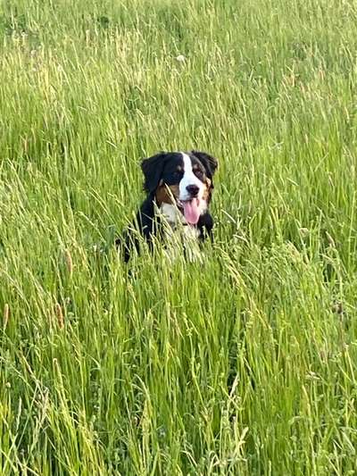 Berner Sennen-Beitrag-Bild