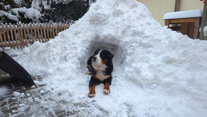 Berner Sennen-Beitrag-Bild