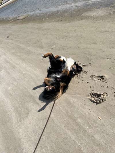 Berner Sennen-Beitrag-Bild