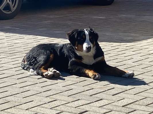 Berner Sennen-Beitrag-Bild