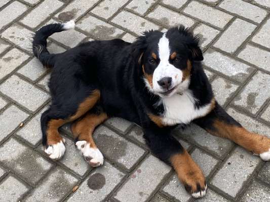 Berner Sennen-Beitrag-Bild