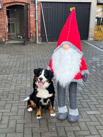 Berner Sennen-Beitrag-Bild