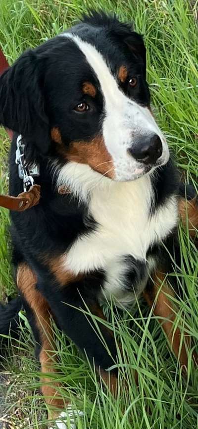 Berner Sennen-Beitrag-Bild