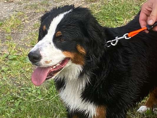 Berner Sennen-Beitrag-Bild