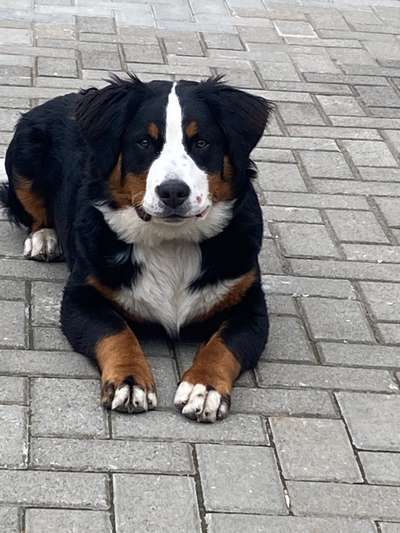 Berner Sennen-Beitrag-Bild