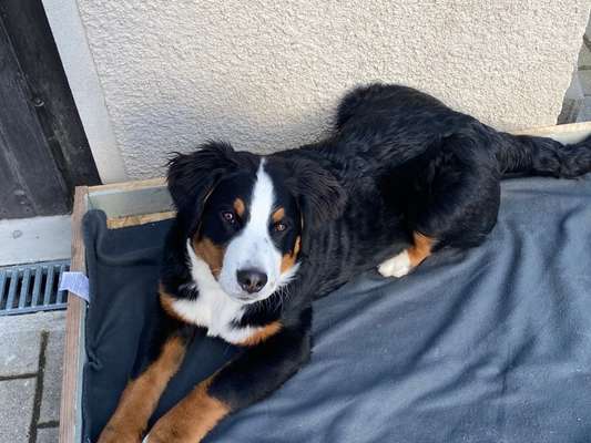 Berner Sennen-Beitrag-Bild