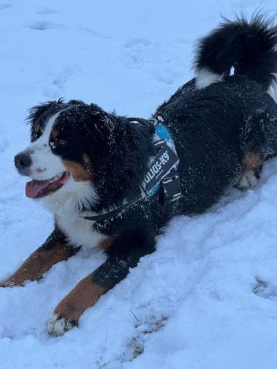 Berner Sennen-Beitrag-Bild