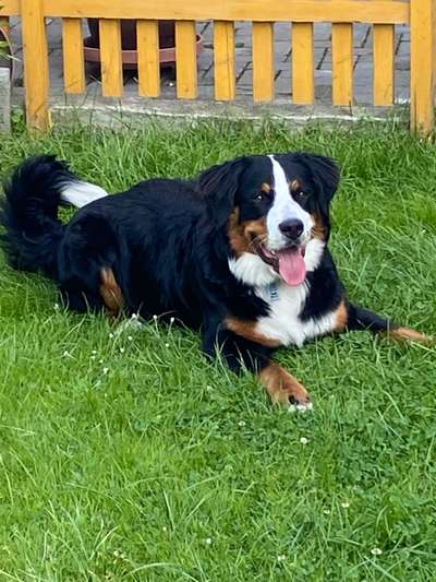 Berner Sennen-Beitrag-Bild