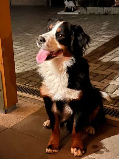 Berner Sennen-Beitrag-Bild