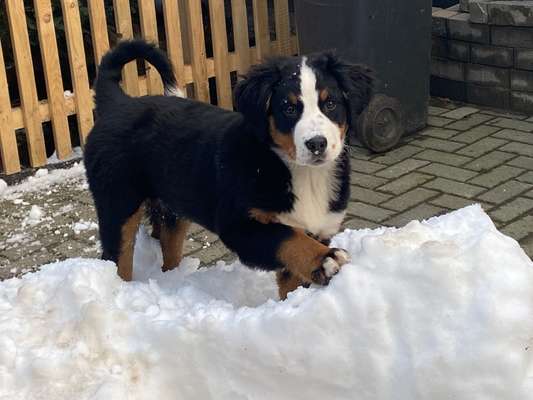 Berner Sennen-Beitrag-Bild