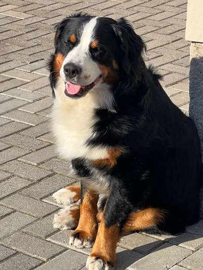 Berner Sennen-Beitrag-Bild