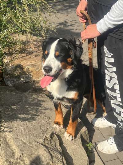 Berner Sennen-Beitrag-Bild