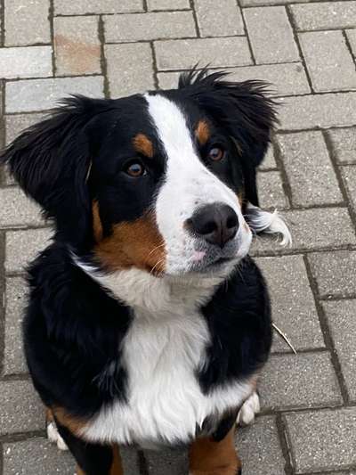 Berner Sennen-Beitrag-Bild