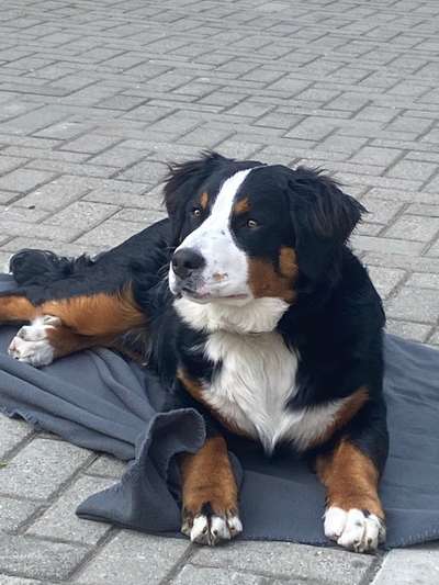 Berner Sennen-Beitrag-Bild