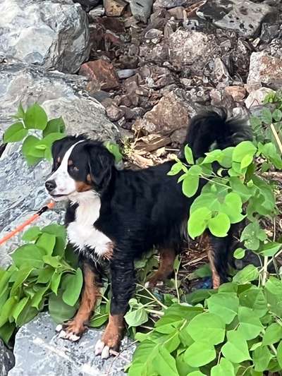 Berner Sennen-Beitrag-Bild