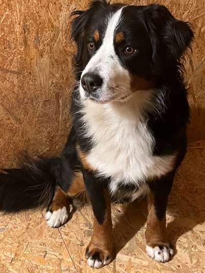 Berner Sennen-Beitrag-Bild