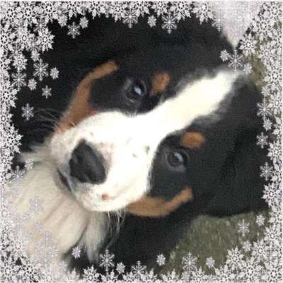 Dogorama Photo Challenge - Hundeblick zum hinschmelzen-Beitrag-Bild