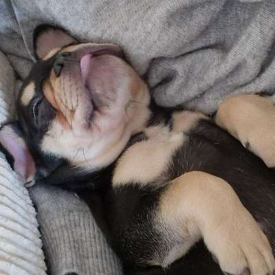 Hundetreffen-Welpentreff-Bild