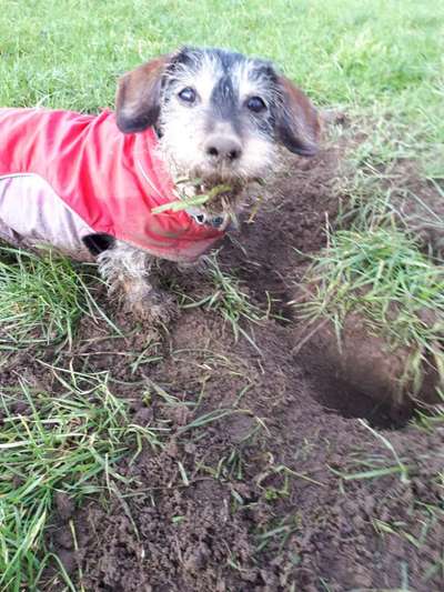 Die Dogorama Monats Challenge "Es grünt und blüht"-Beitrag-Bild