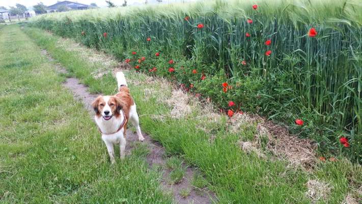 Die Dogorama Monats Challenge "Es grünt und blüht"-Beitrag-Bild