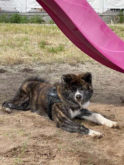 Akita Inu/American Akita (Mix) halter.-Beitrag-Bild