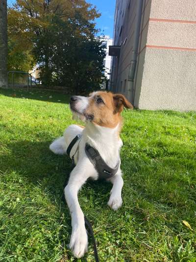 Wo sind die Jack und Parson Russell Terrier?-Beitrag-Bild