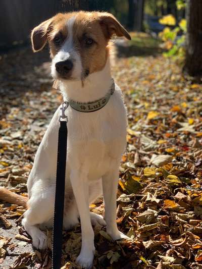 Wo sind die Jack und Parson Russell Terrier?-Beitrag-Bild