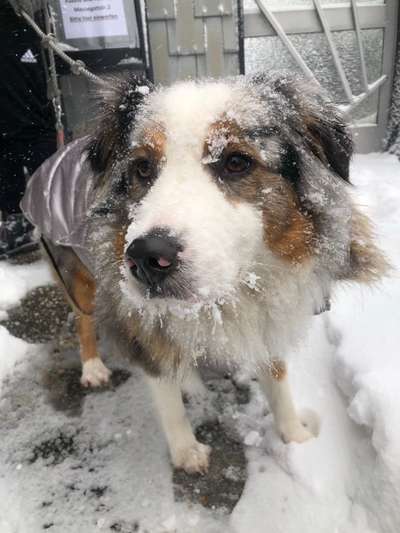 Zeigt die schönsten Schneebilder von eurer Fellnase ❄️-Beitrag-Bild