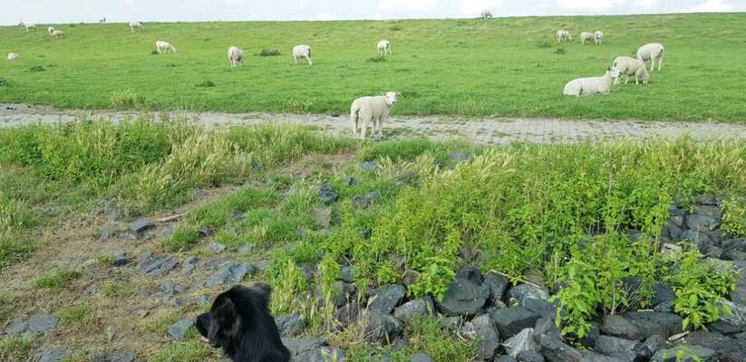 Die Dogorama Wochen Challenge-Beitrag-Bild