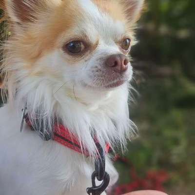 aktuelles Foto Gruppe Chihuahua