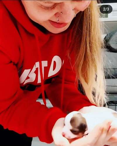 Wie kamst du zu deinem Hund?-Beitrag-Bild