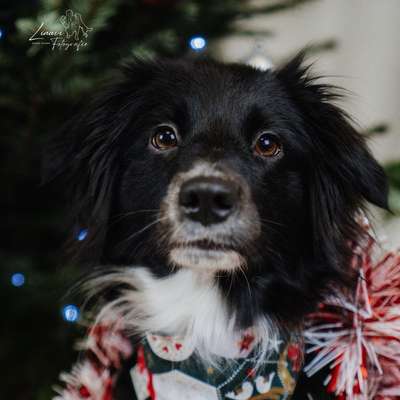 Hundetreffen-Gemeinsames Gassi mit spielen oder Training-Bild