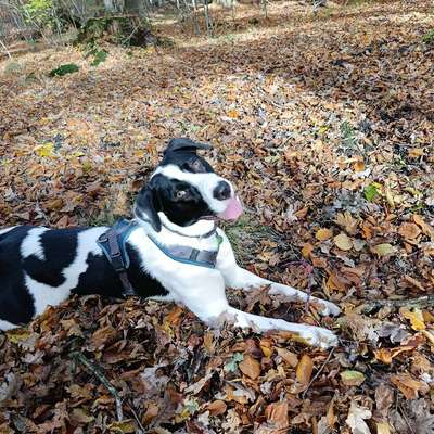 Hundetreffen-Spielen und austoben