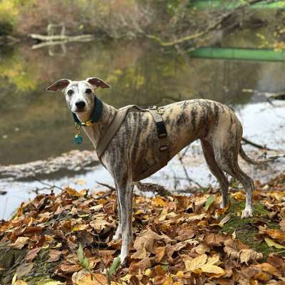 Hundetreffen-Wanderungen oder regelmäßige Gassirunden-Bild