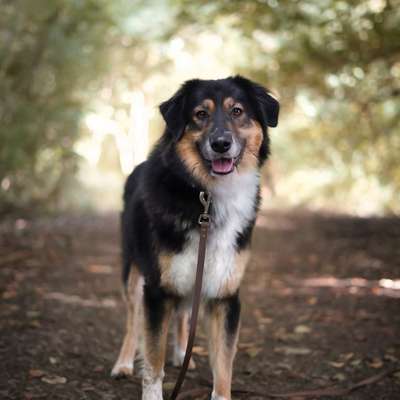 Hundetreffen-Fotoshooting-Bild