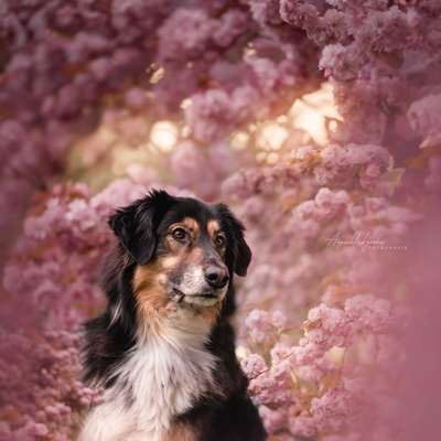 Hundetreffen-Gemeinsame Spaziergänge-Bild