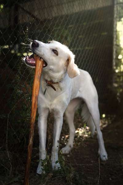 Hundetreffen-Fotoshooting-Bild