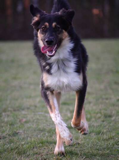 Hirtenhund-Beitrag-Bild